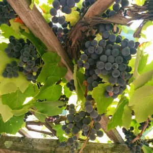 Meals today were mostly of the grape variety. And cheese...